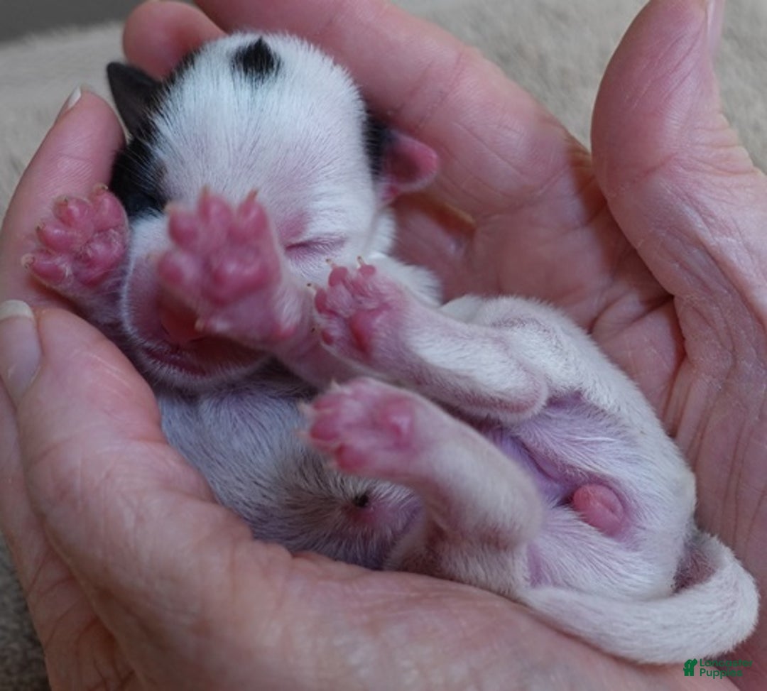 Yorkshire Terrier dogs for sale: Kiko girl - Ad 10