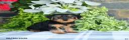 Yorkshire Terrier dogs for sale: Fred - Ad 4