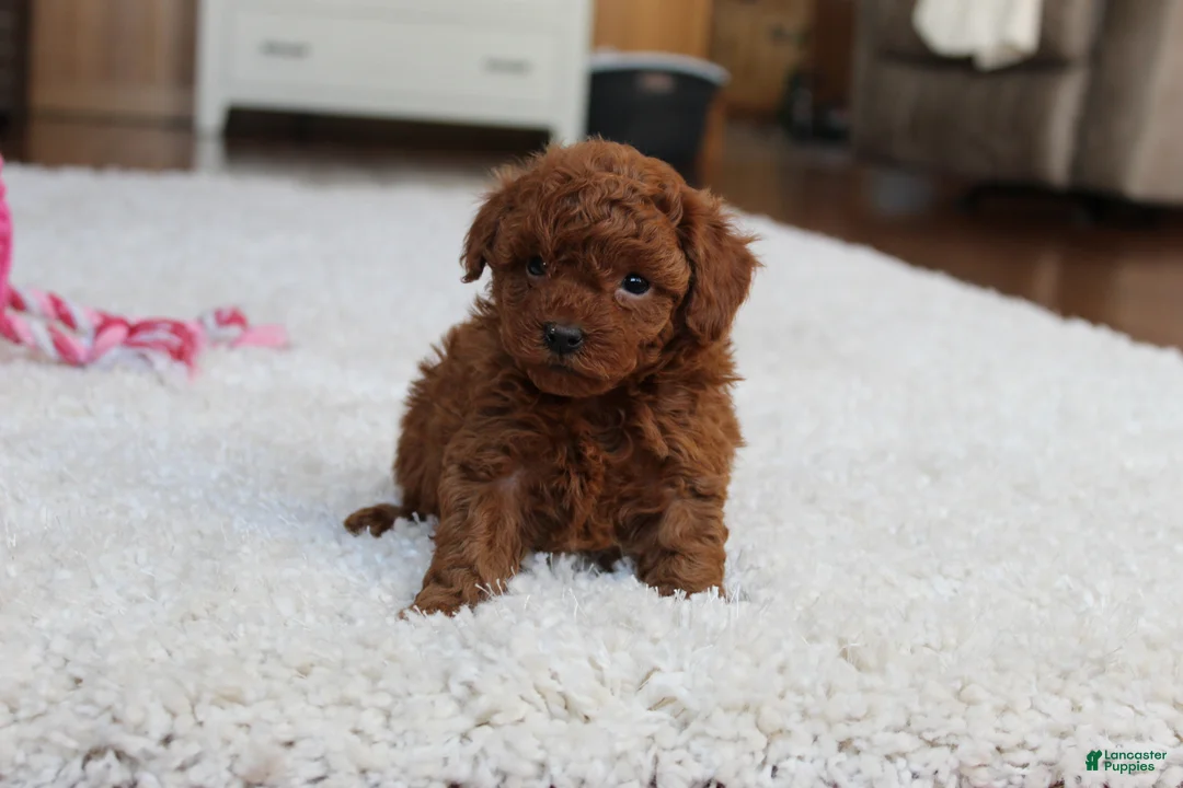 Toy Poodle dogs for sale: Mia - Ad 4