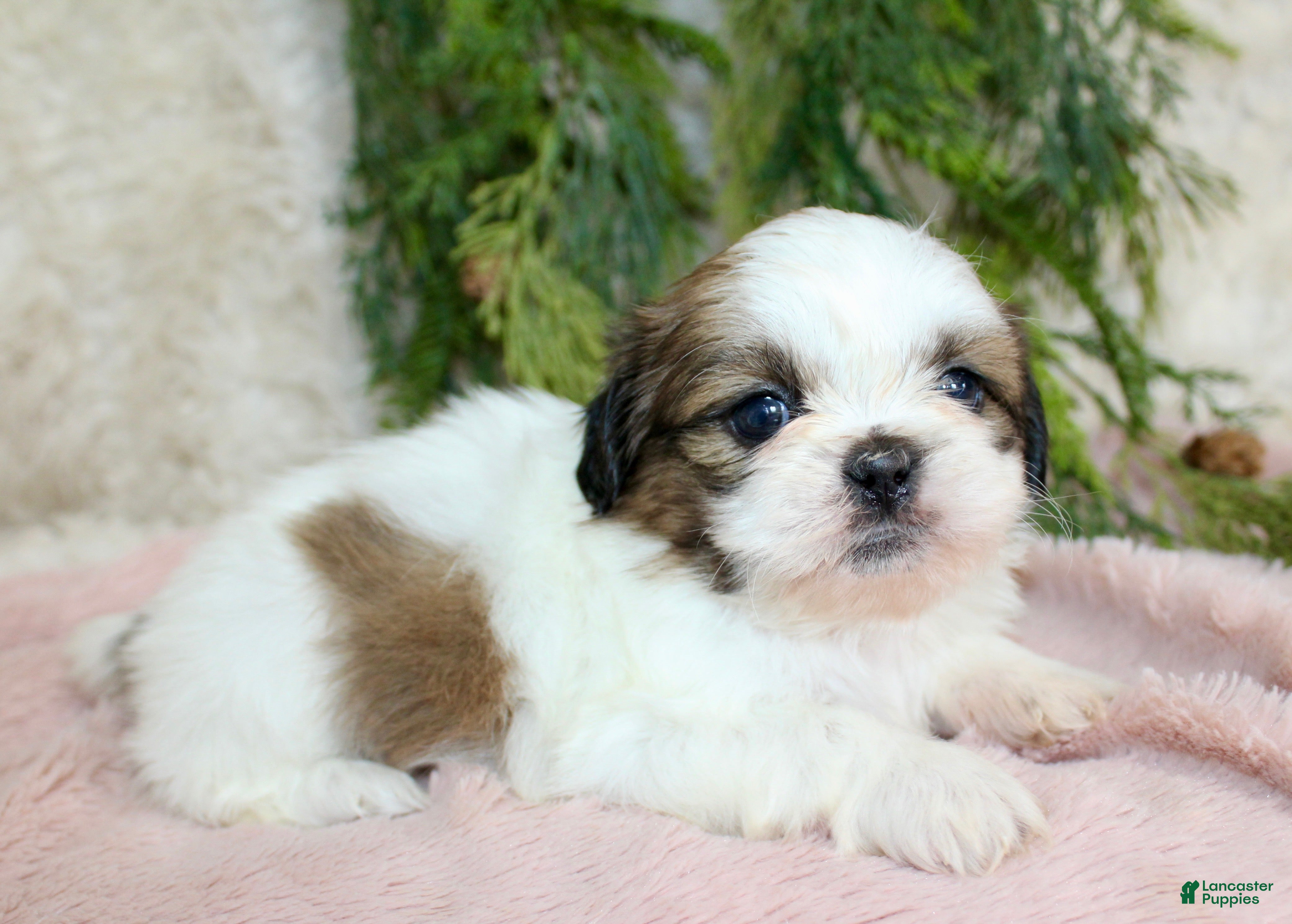 Shih Tzu dogs Shih Tzu Puppy 4 - Ad 4