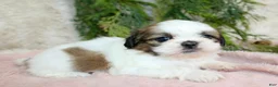 Shih Tzu dogs for sale: Shih Tzu Puppy 4 - Ad 1