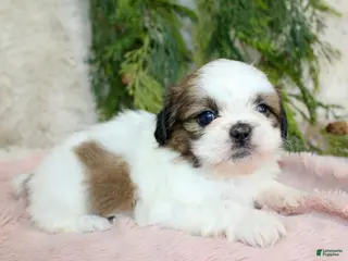 Shih Tzu dogs Shih Tzu Puppy 4 - Ad 4