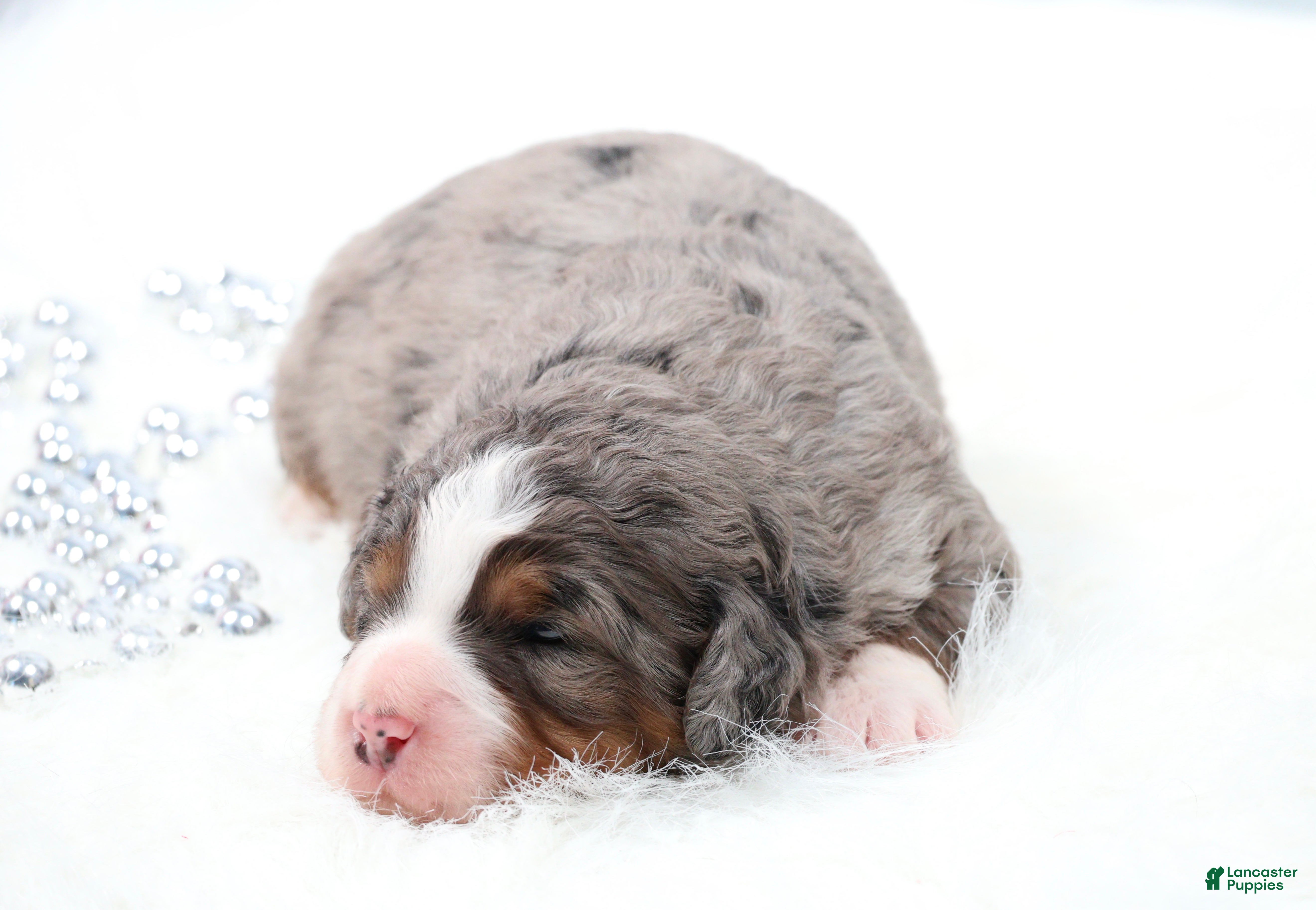 Mini Bernedoodle dogs Fido - Ad 2