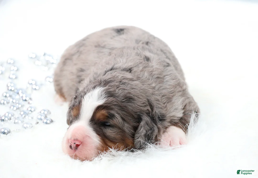 Mini Bernedoodle dogs for sale: Fido - Ad 2