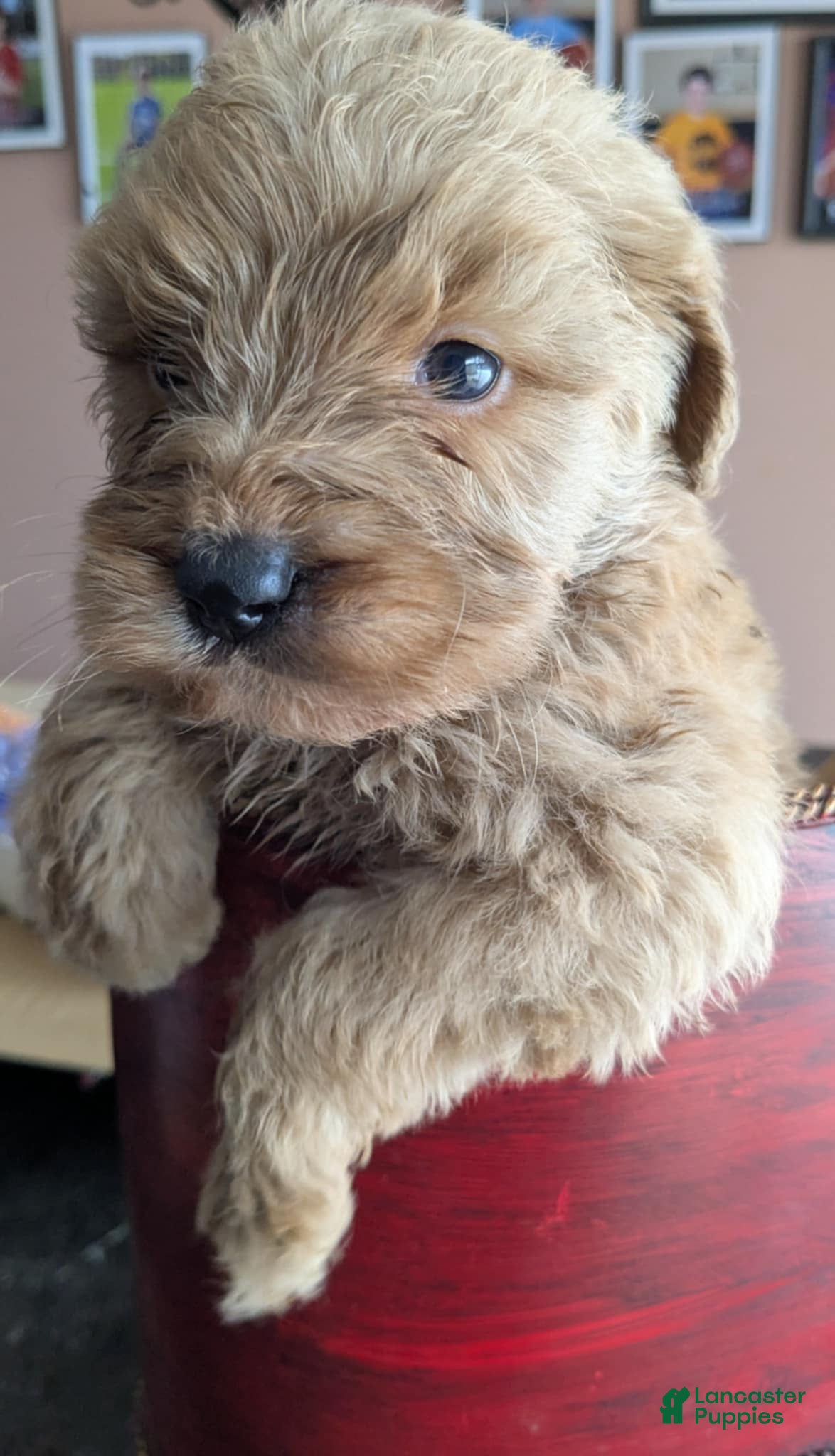 Golden Retriever dogs Golden doodle - Ad 37