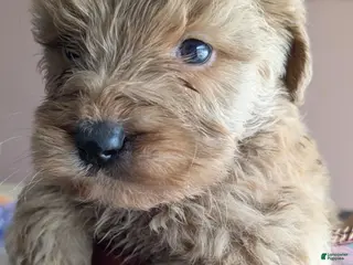 Golden Retriever dogs Golden doodle - Ad 37