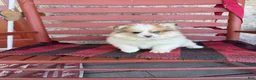 Pomsky dogs for sale: Otto - Ad 5