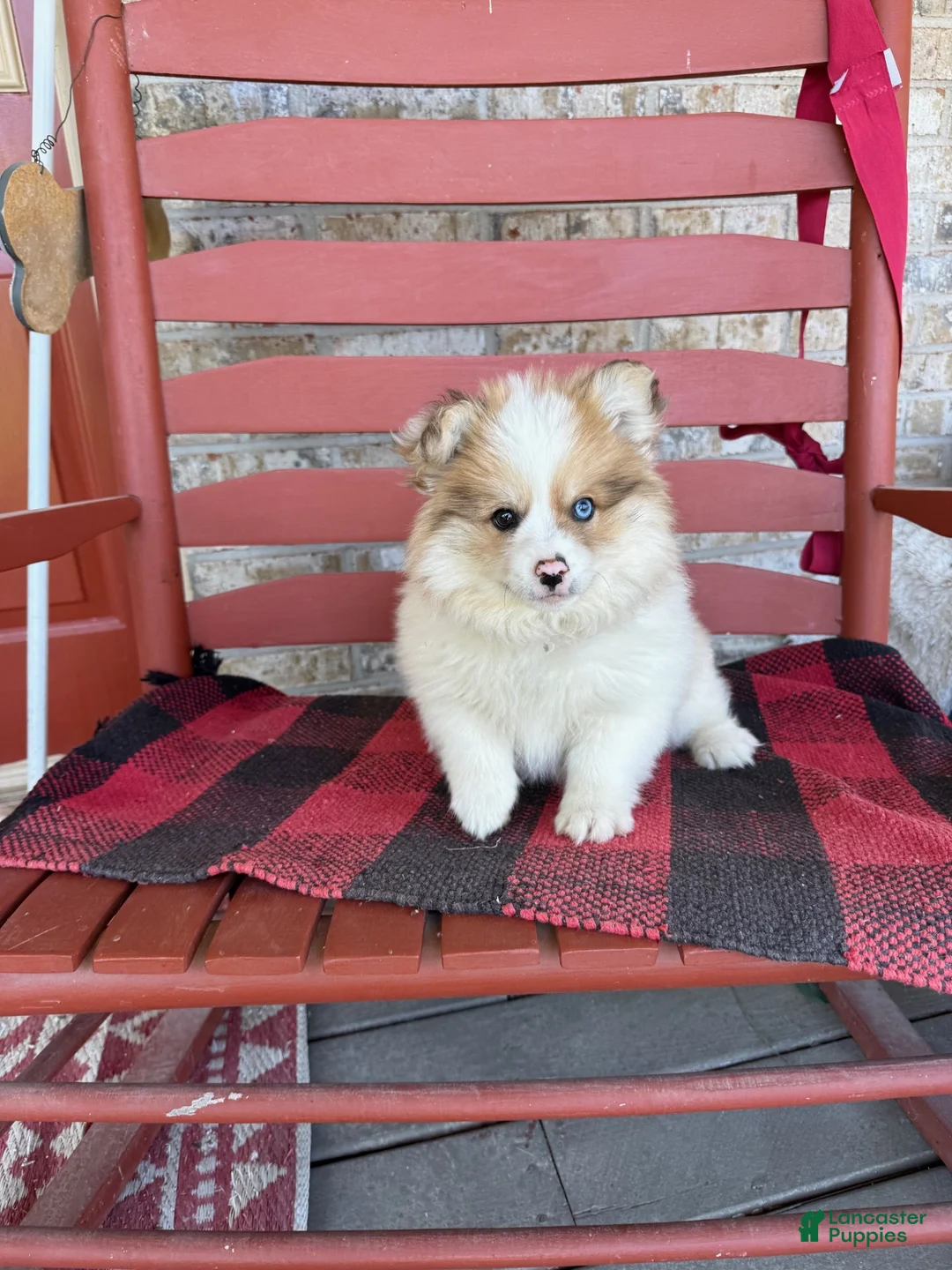 Pomsky dogs for sale: Otto - Ad 5