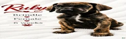 Great Dane dogs for sale: Ruby - Ad 4