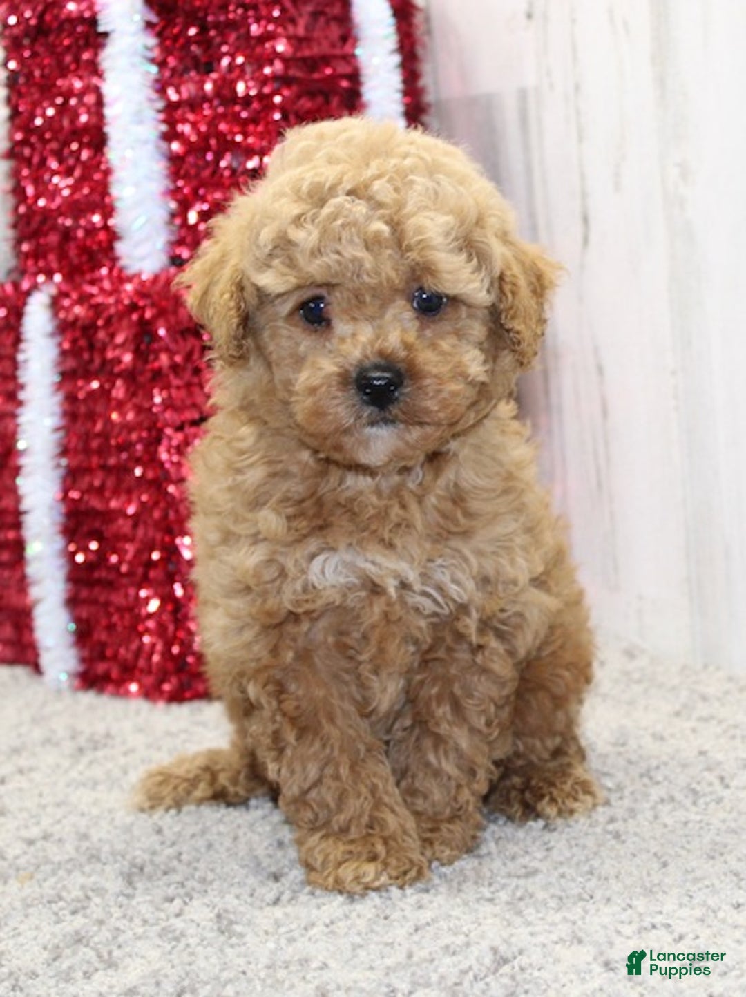 Miniature Poodle dogs for sale: Yeti - Ad 4