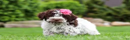 Lagotto Romagnolo dogs for sale: Penny - Ad 4