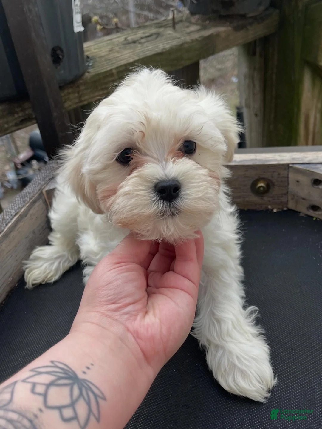 Maltipoo dogs for sale: Bailey - Ad 1