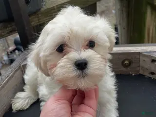 Maltipoo dogs Bailey - Ad 14