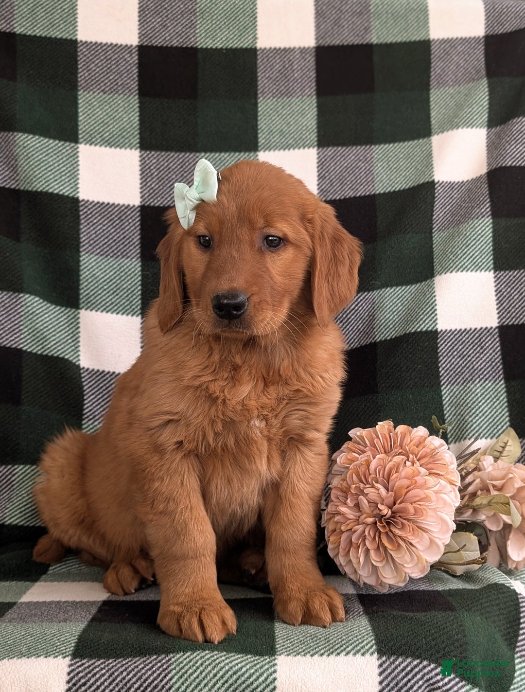 Golden Retriever dogs for sale: Egypt - Ad 5