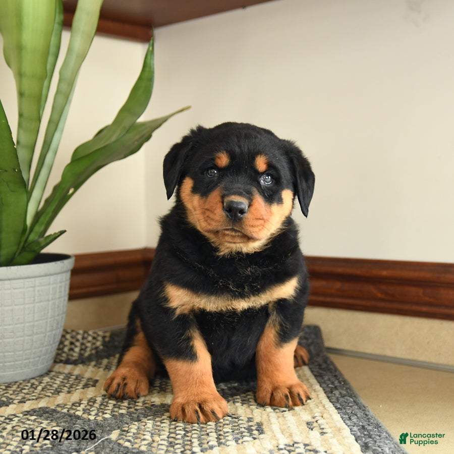 Rottweiler dogs Denis - Ad 2