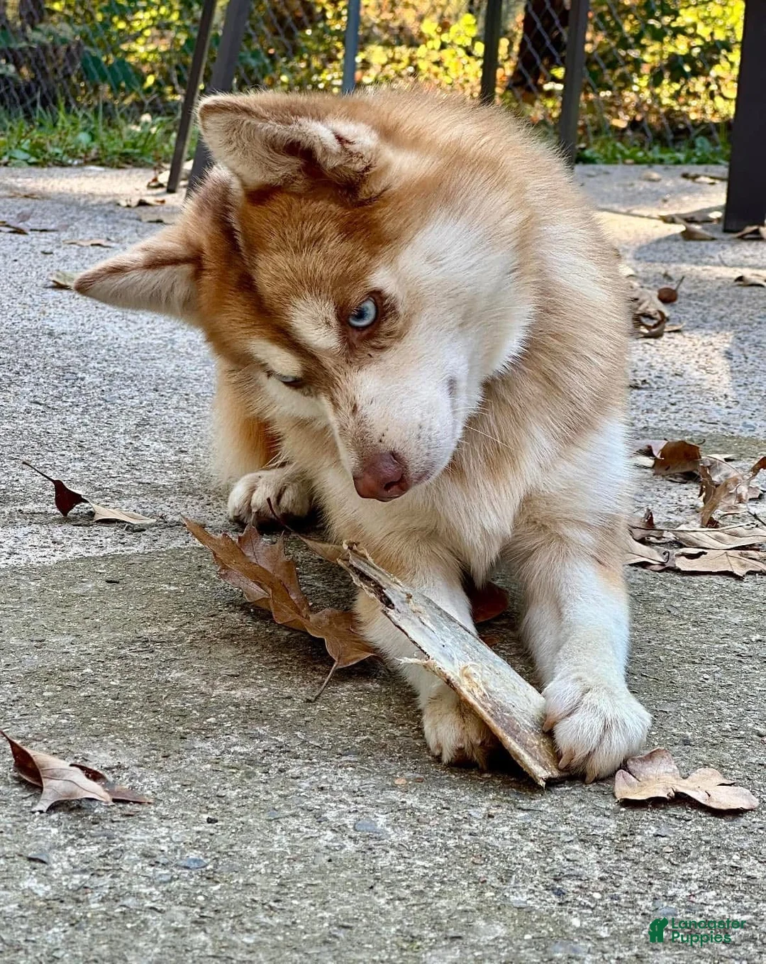 Pomsky dogs for sale: Sev - Ad 14