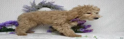 Toy Poodle dogs for sale: Buckeye - Ad 6