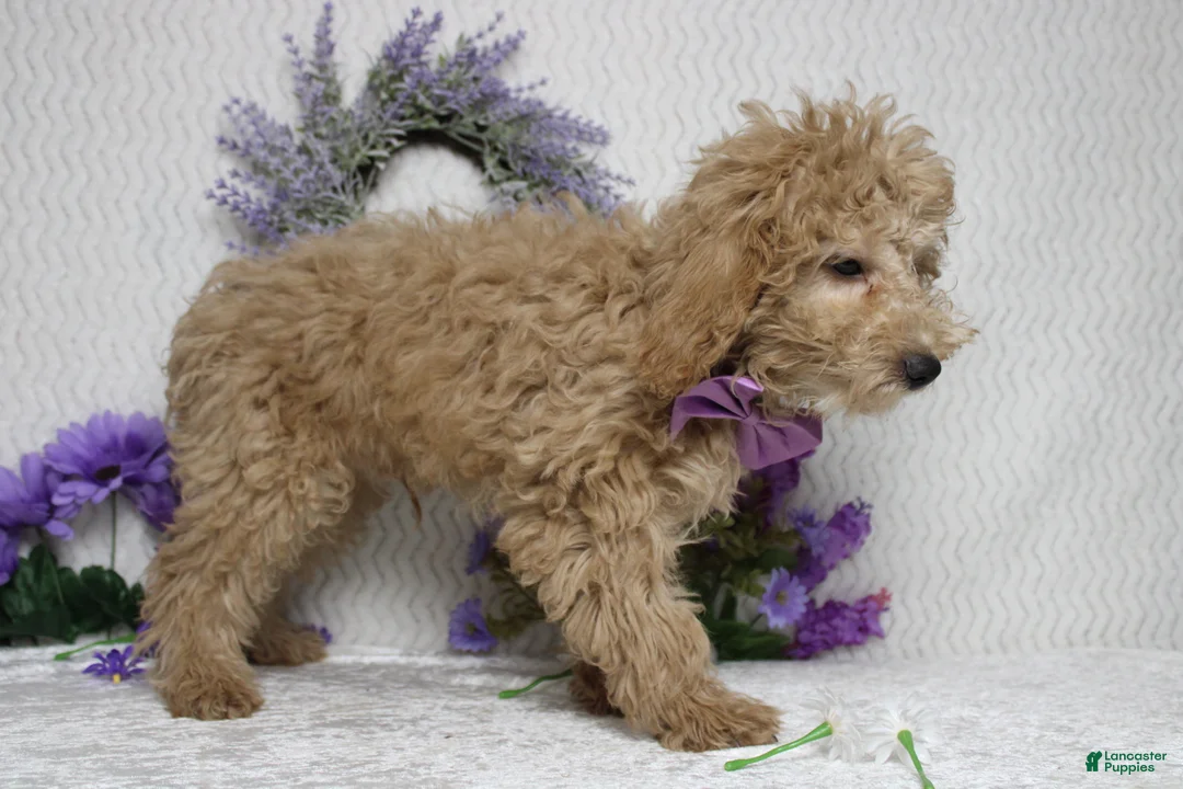 Toy Poodle dogs for sale: Buckeye - Ad 6