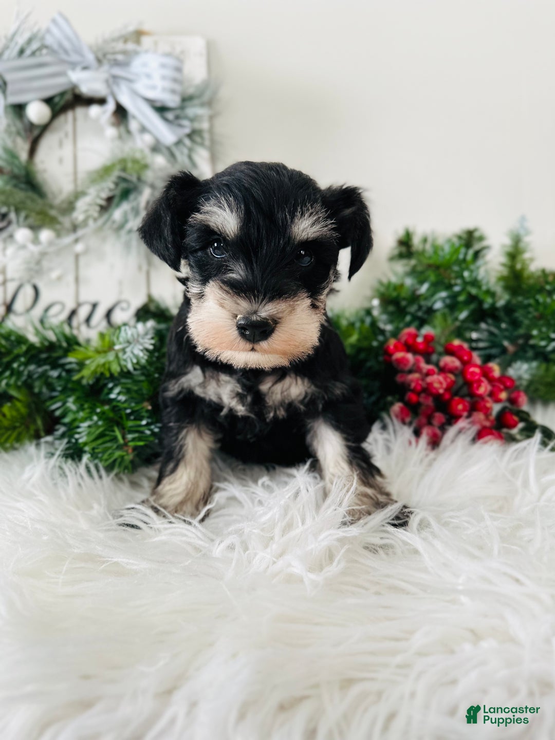 Miniature Schnauzer dogs for sale: Indy - Ad 16