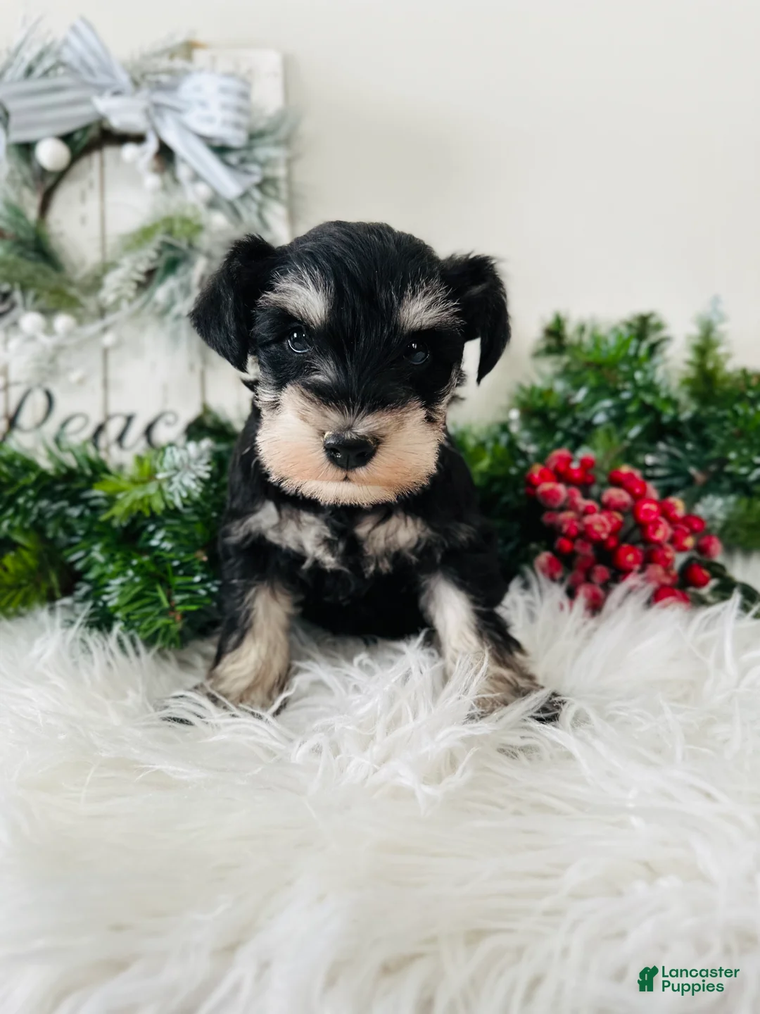Miniature Schnauzer dogs for sale: Indy - Ad 16