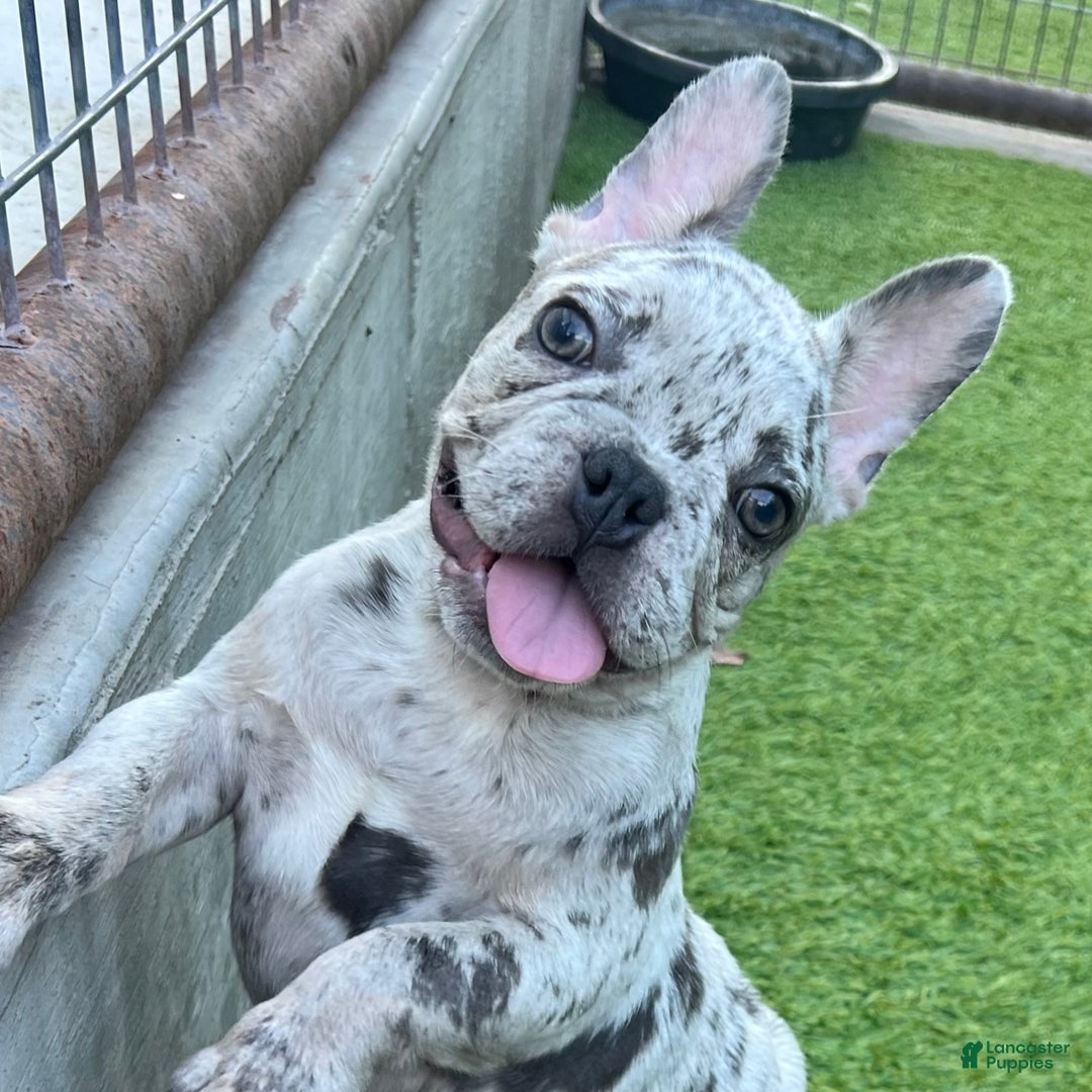 French Bulldog dogs for sale: Seven - Ad 2