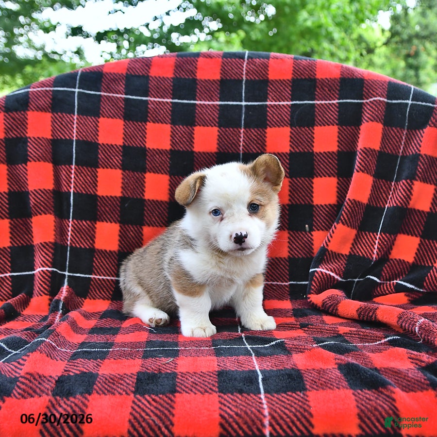 Welsh Corgi Pembroke dogs Patrick - Ad 1