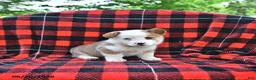 Welsh Corgi Pembroke dogs for sale: Patrick - Ad 1