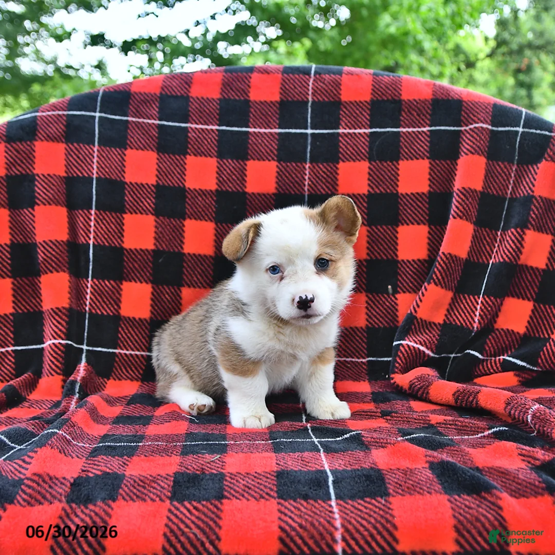 Welsh Corgi Pembroke dogs for sale: Patrick - Ad 1