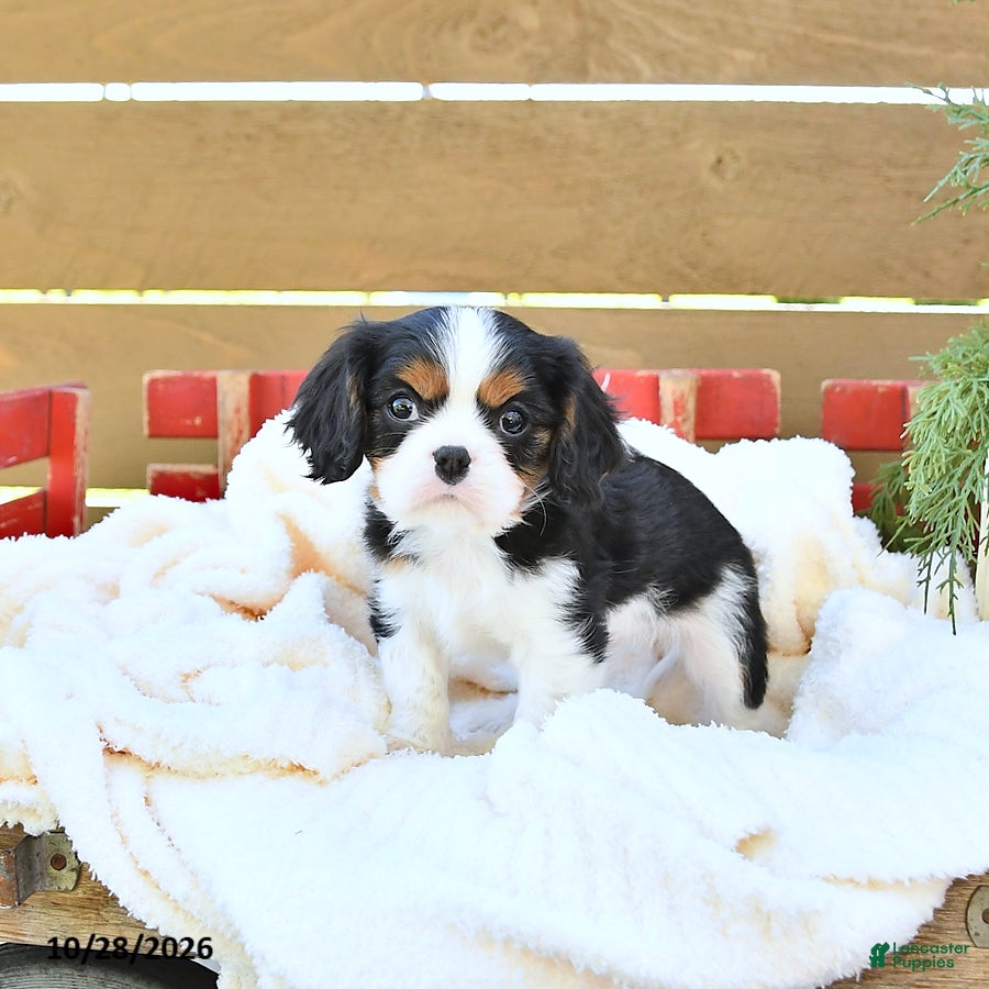 Cavapoo dogs for sale: Hunter - Ad 2