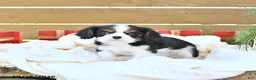 Cavapoo dogs for sale: Hunter - Ad 2
