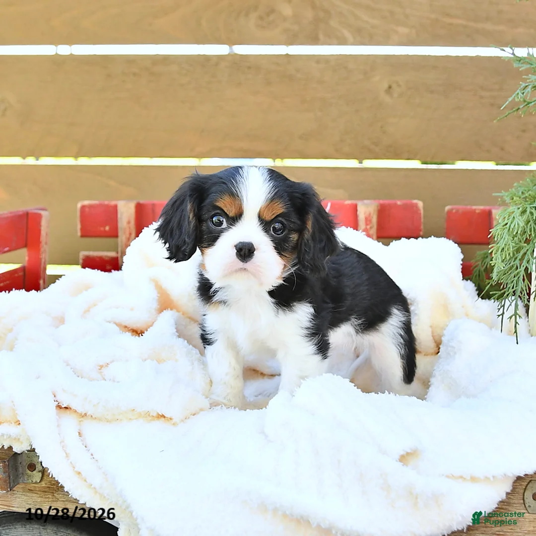 Cavapoo dogs for sale: Hunter - Ad 2