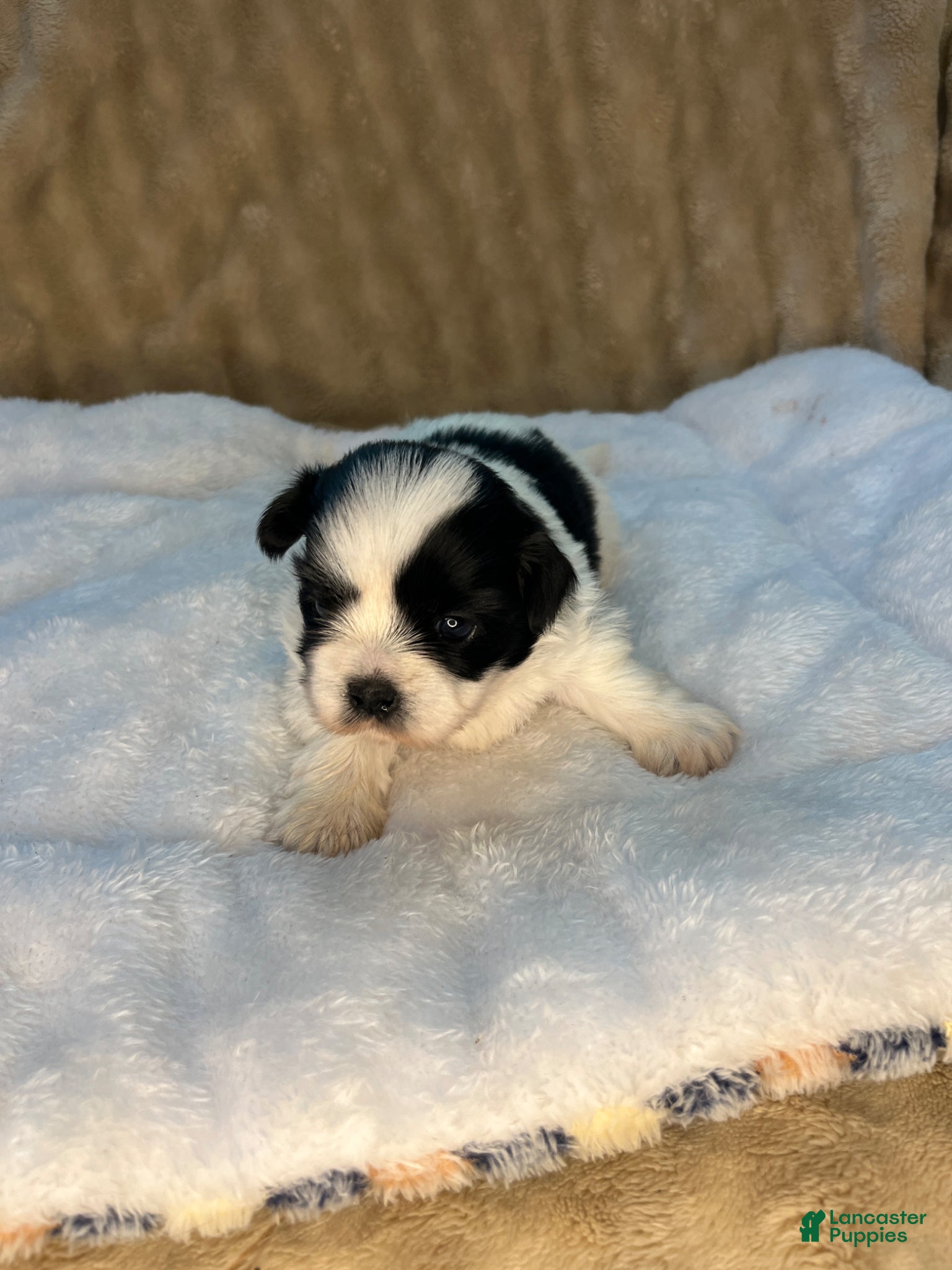 Shih Tzu dogs Duke - Ad 30