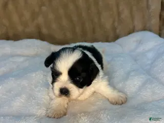 Shih Tzu dogs Duke - Ad 30