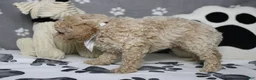 Havapoo dogs for sale: Willie  - Ad 11