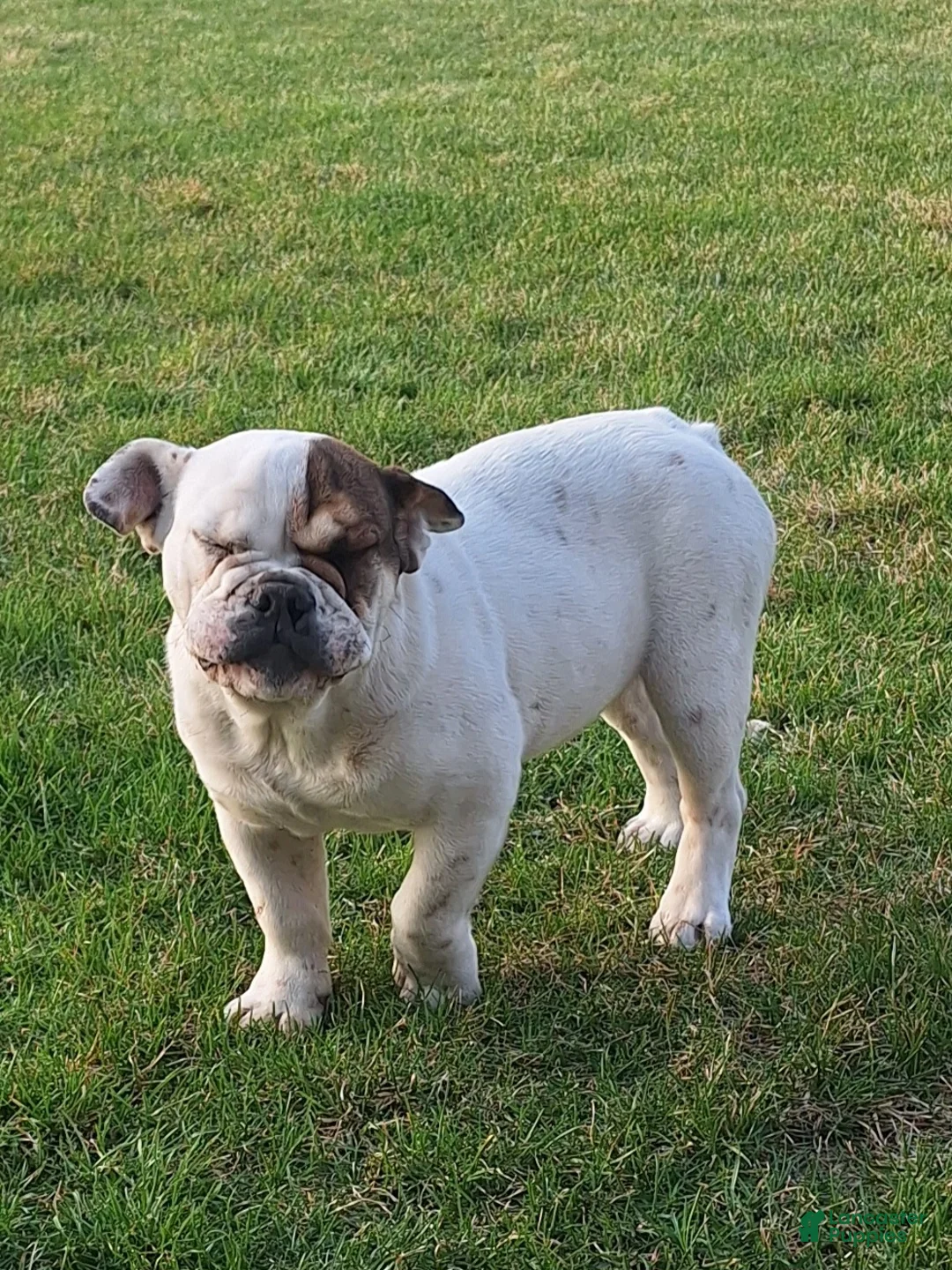 Beabull dogs for sale: Sugar - Ad 1