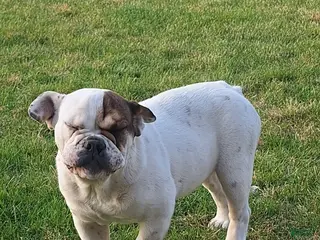 Beabull dogs Sugar - Ad 12