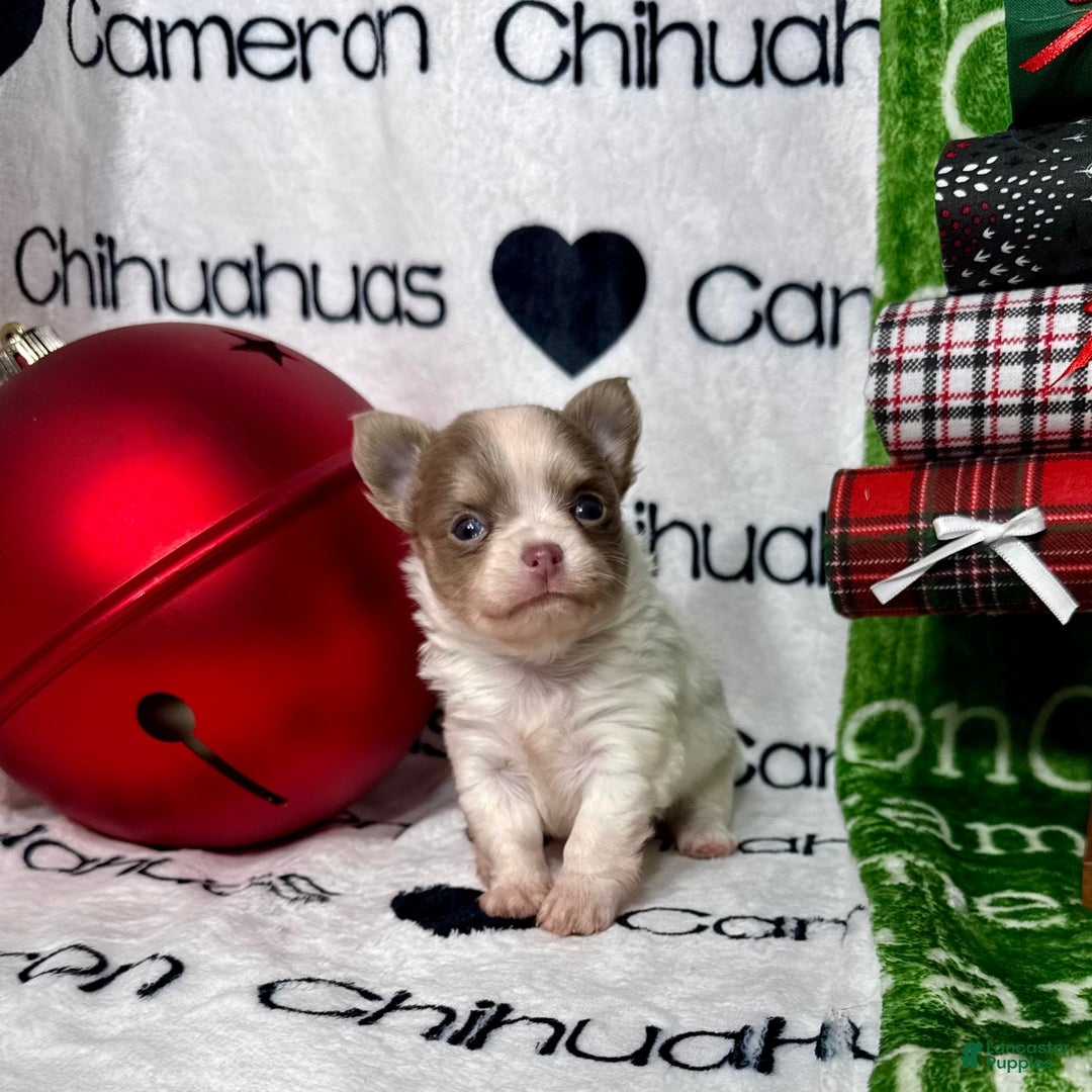 Chihuahua dogs for sale: Tiny Izzy Lavender LC - Ad 3