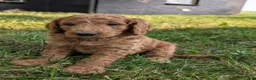Goldendoodle dogs for sale: Rusty  - Ad 4