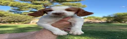 Brittany Spaniel dogs for sale: Brittany Spaniel 4 - Ad 5