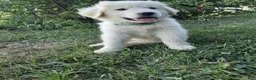 Great Pyrenees dogs for sale: Quincy - Ad 7
