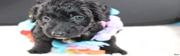 Mini Goldendoodle dogs for sale: Felicity - Ad 2