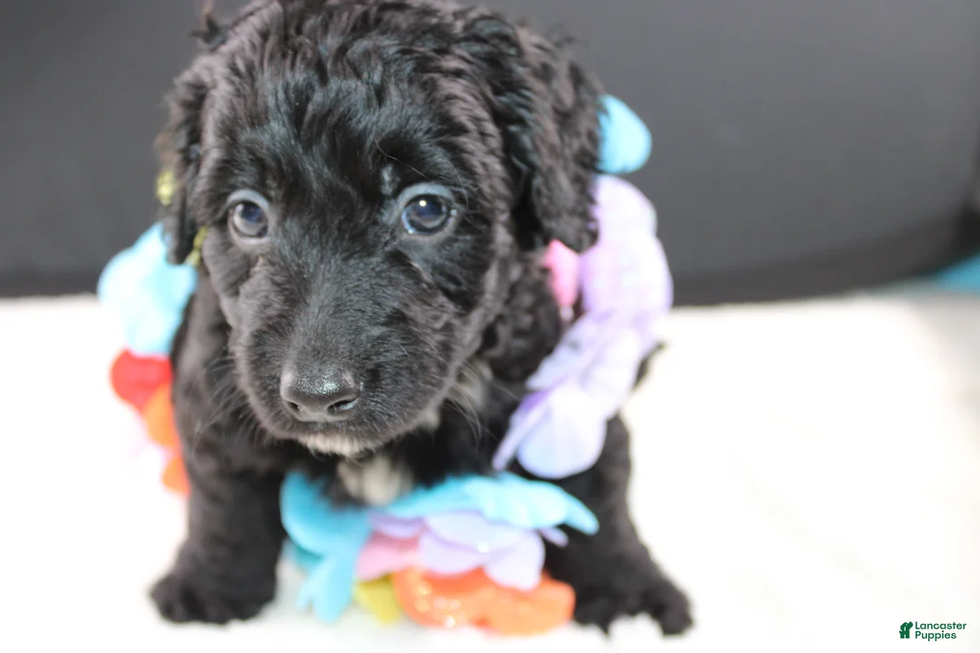 Mini Goldendoodle dogs for sale: Felicity - Ad 2