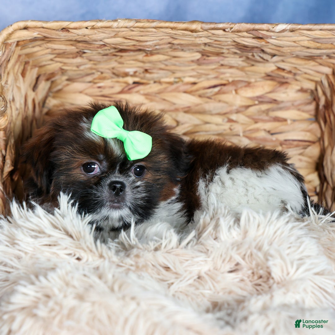 Shih Tzu dogs for sale: MARLEY - Ad 5