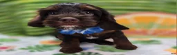 Cockapoo dogs for sale: Meeko - Ad 7