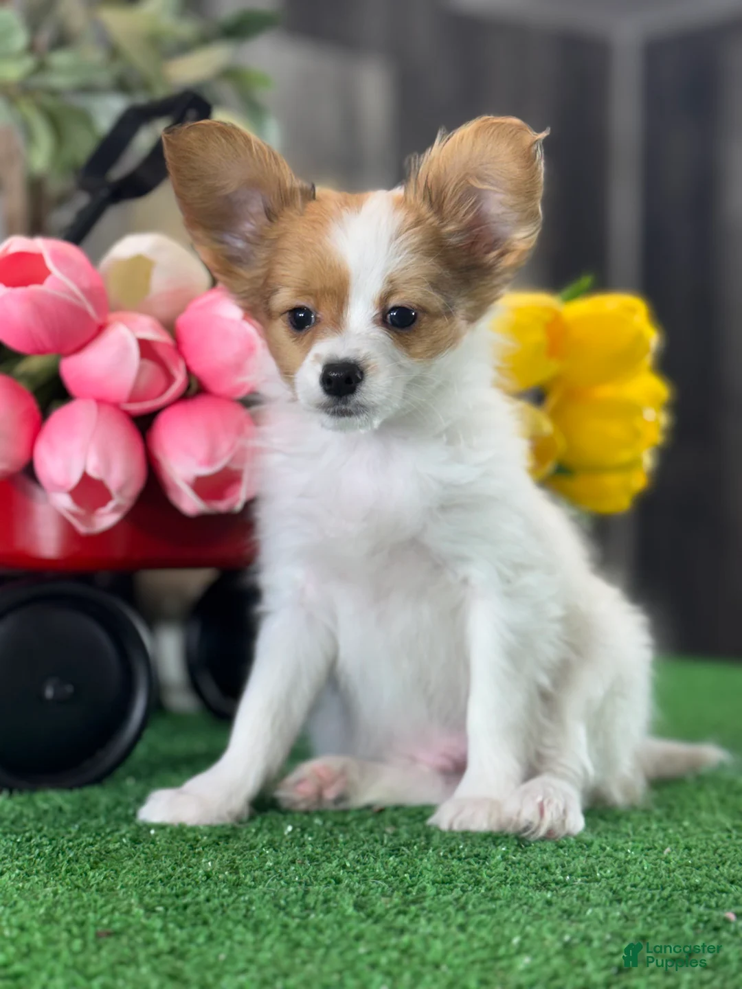 Papillon dogs for sale: Rusty - Ad 1