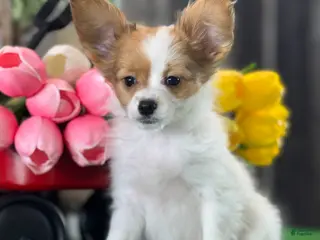 Papillon dogs Rusty - Ad 12