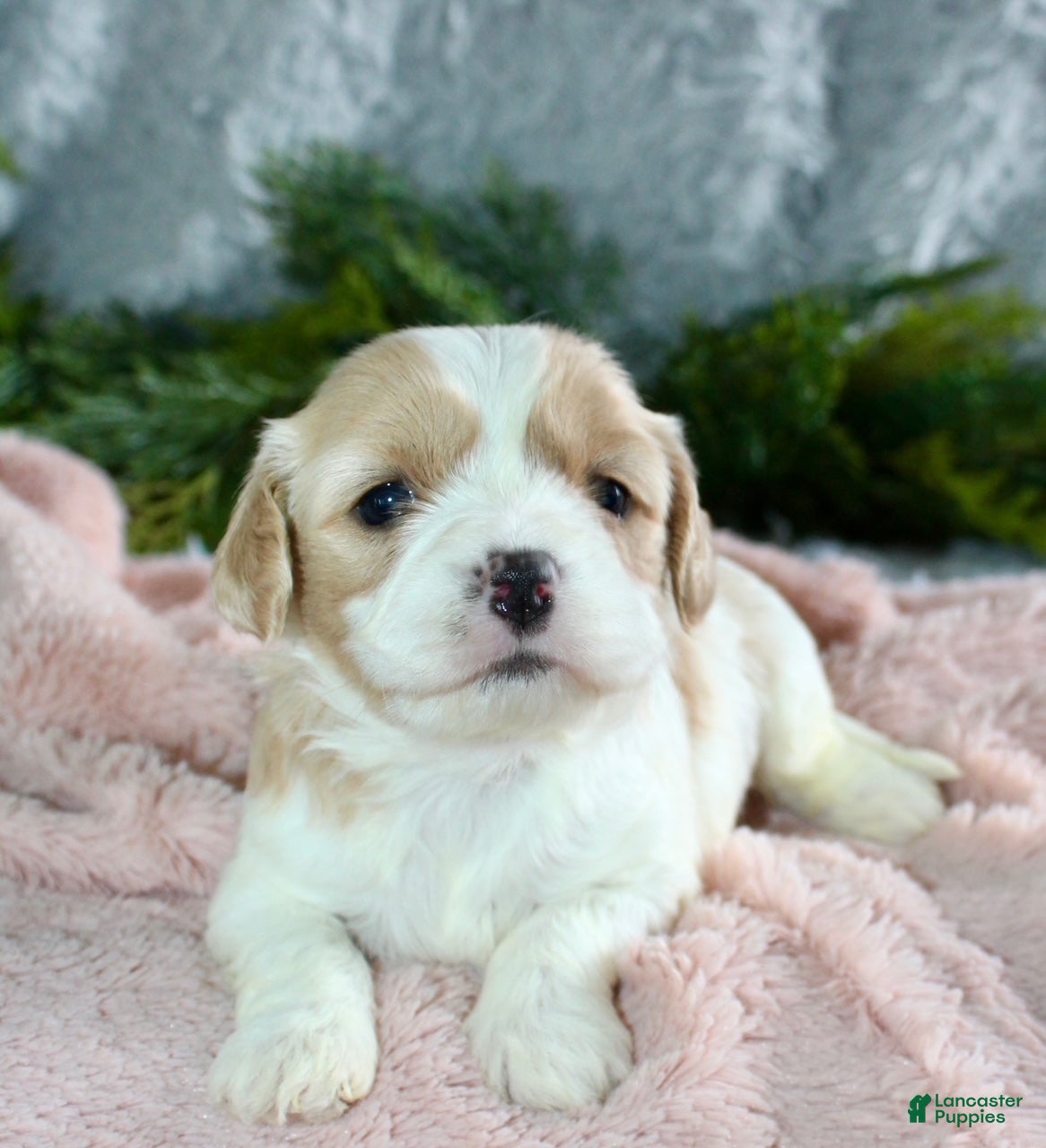 Cavachon dogs Cavachon Puppy 4 - Ad 5