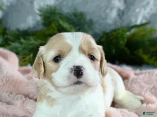Cavachon dogs Cavachon Puppy 4 - Ad 5