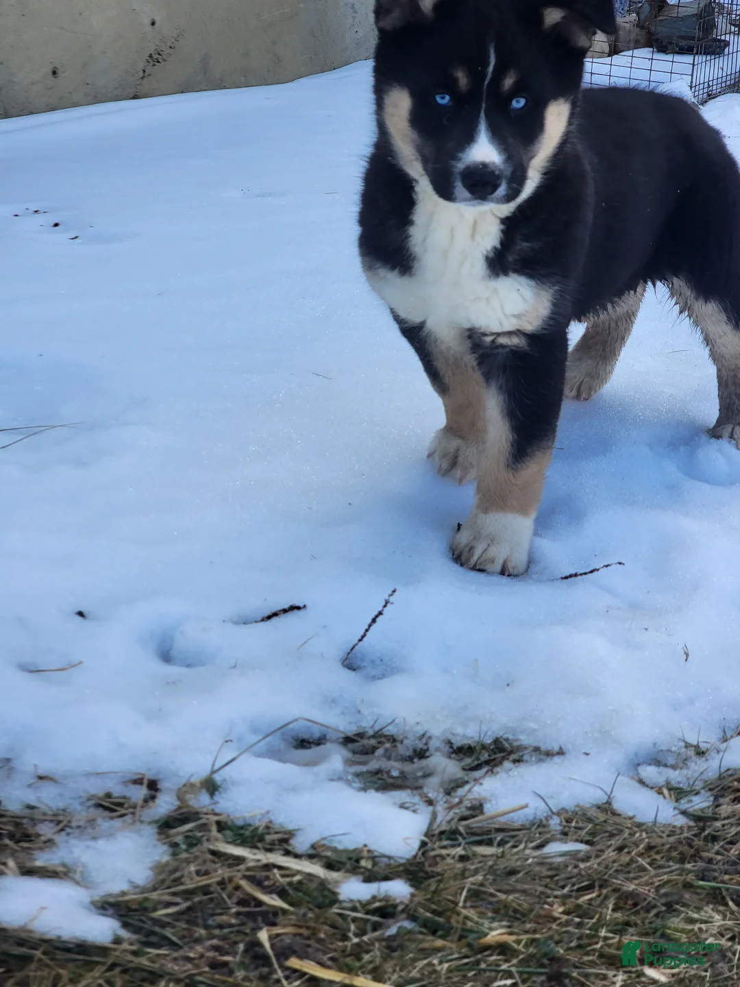 Gerberian Shepsky dogs for sale: Ceasar - Ad 1