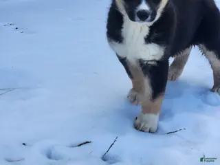 Gerberian Shepsky dogs Ceasar - Ad 2